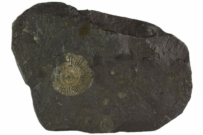 Dactylioceras Ammonite Fossil - Posidonia Shale, Germany #100250